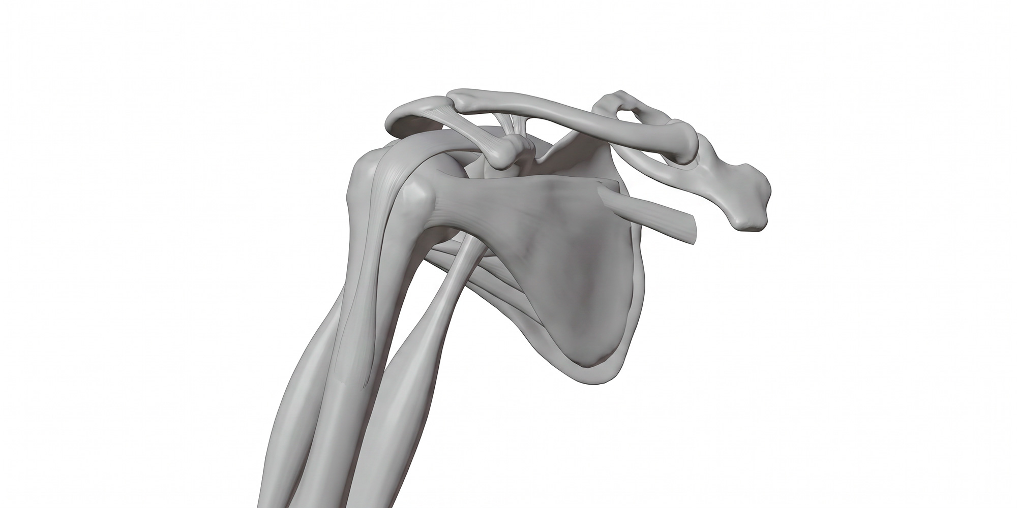 ANATOMY5
