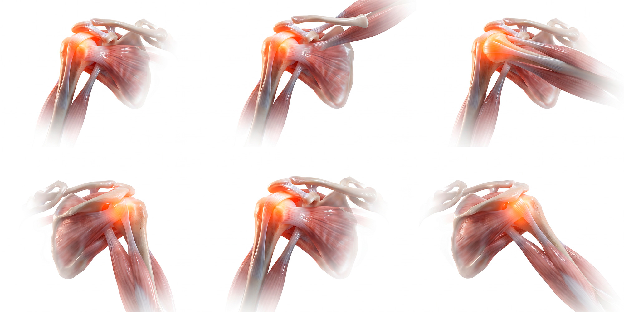ANATOMY6